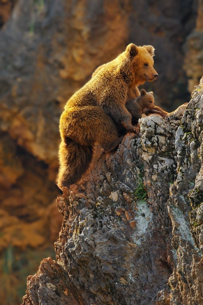 animals, Learning climbing • Brown Bear Cub between Mom's legs so as not to fall • by Rob Janné