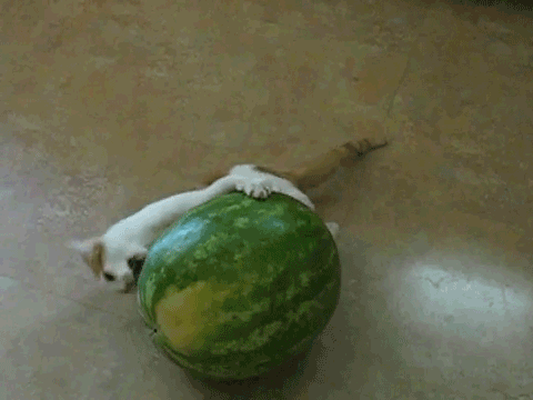 animals, cat and melon