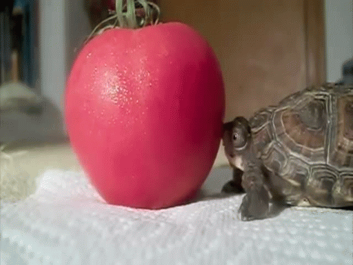 animals, turtle and apple