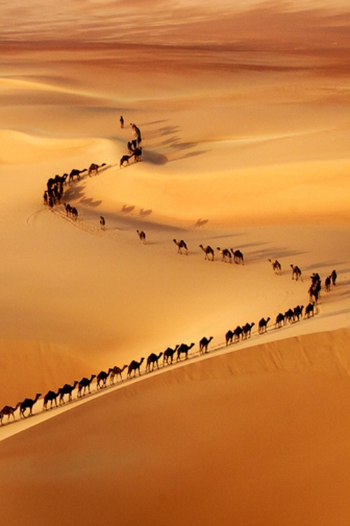 Camel train, on the border of Saudi Arabia and UAE