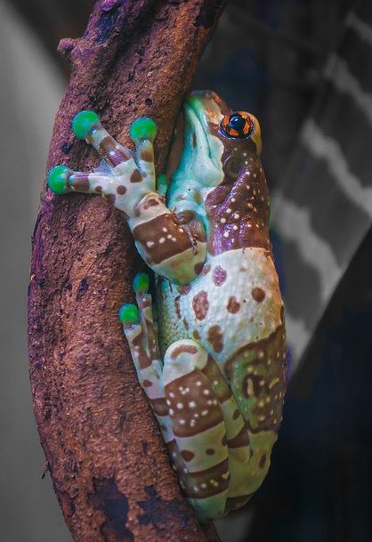 Amazon Milk Frog by Adrien Sifre.