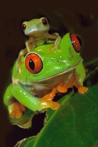 animals, frogs (2)