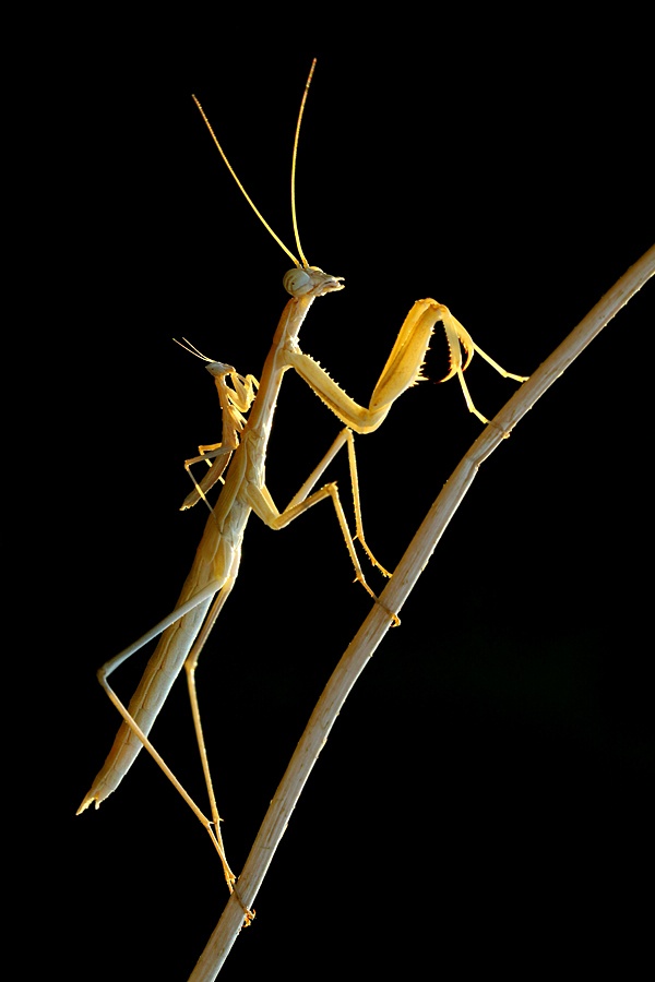 mantis and baby by Mehmet Karaca