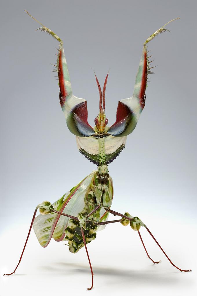 Devil'd Flower Mantis, by Igor Siwanowicz
