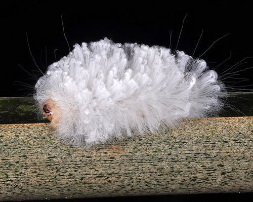 Poodle caterpillar, by Arthur Anker on Flickr.  I know this doesn't really belong in this post, but it and its name are too cute to resist. 