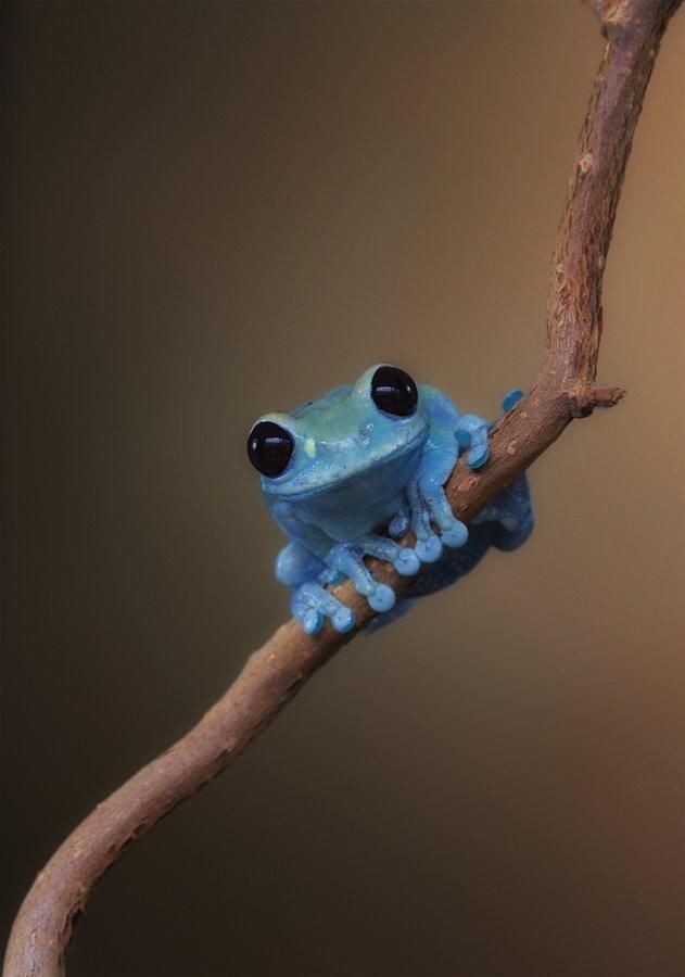 frog, blue