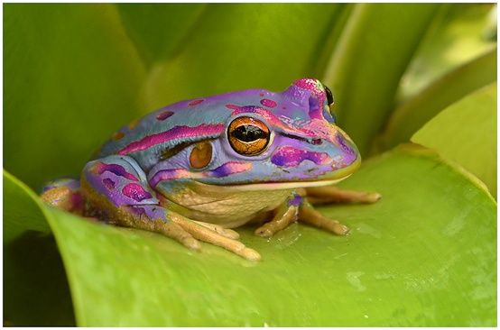 Pastel Purple Frog