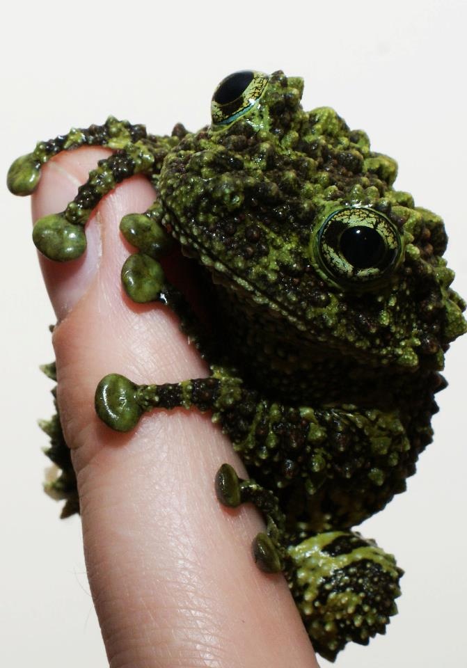 Vietnamese mossy frog.