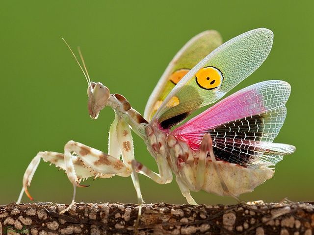  Indian flower mantis