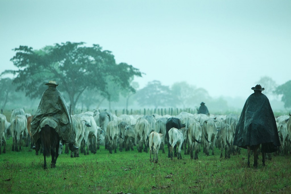 Pantanal, Brazil. “Cowboys drive a herd of hundreds of cattle over a vast meadow.  Image .by Uruma Takezawa