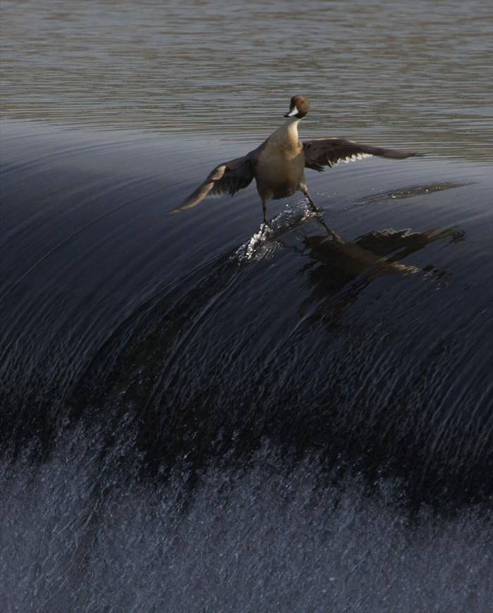 Surfer bird