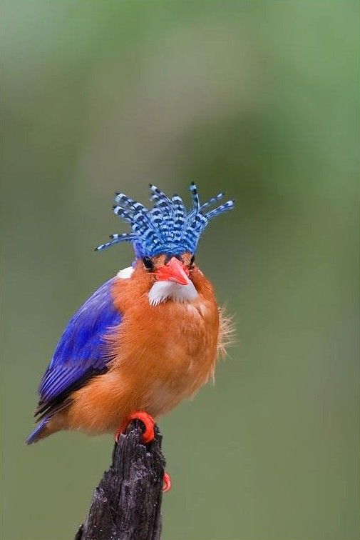 Malaquita Kingfisher. No secret why it's called a kingfisher.