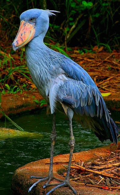 Shoebill - native to large swamps from Sudan to Zambia in tropical east Africa by Jaff. Hard to believe it's real.