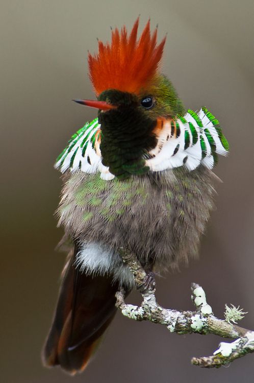 The Frilled Coquette Hummingbird is a species of hummingbird found only in Brazil.