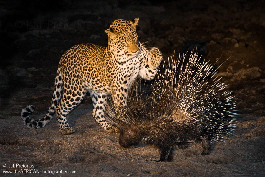 By Isak Pretorius Wildlife Photography
