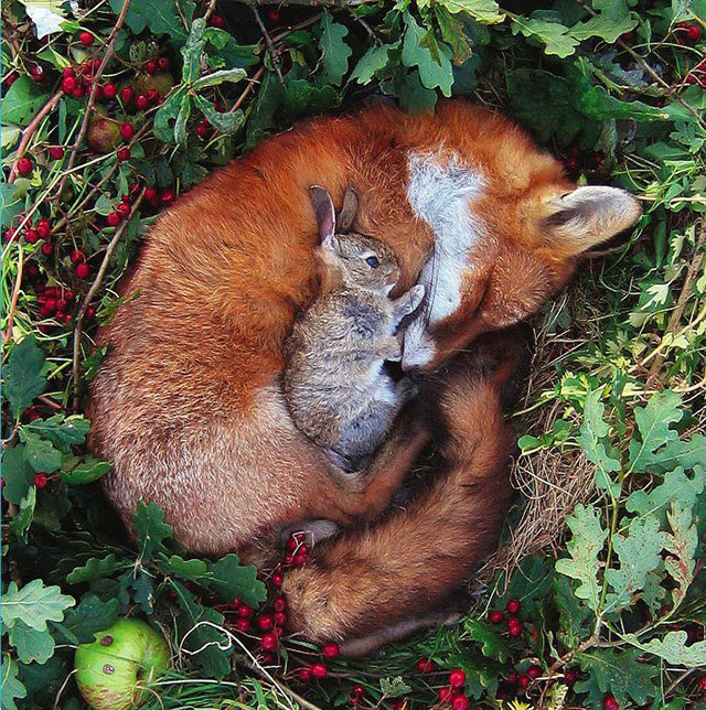 mixed species, fox and bunny