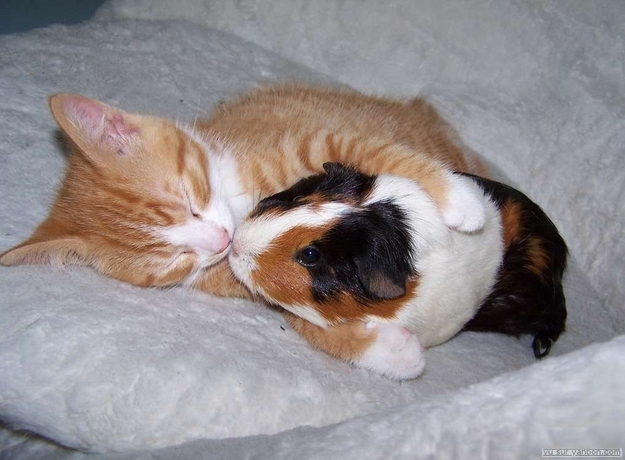 mixed species, kitten and guinea pig