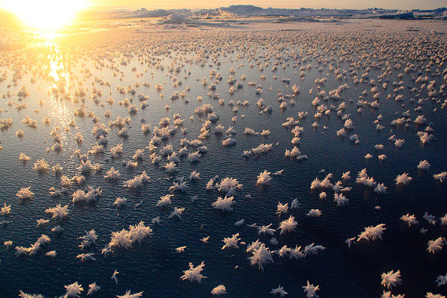 Frost flowers in the arctic.