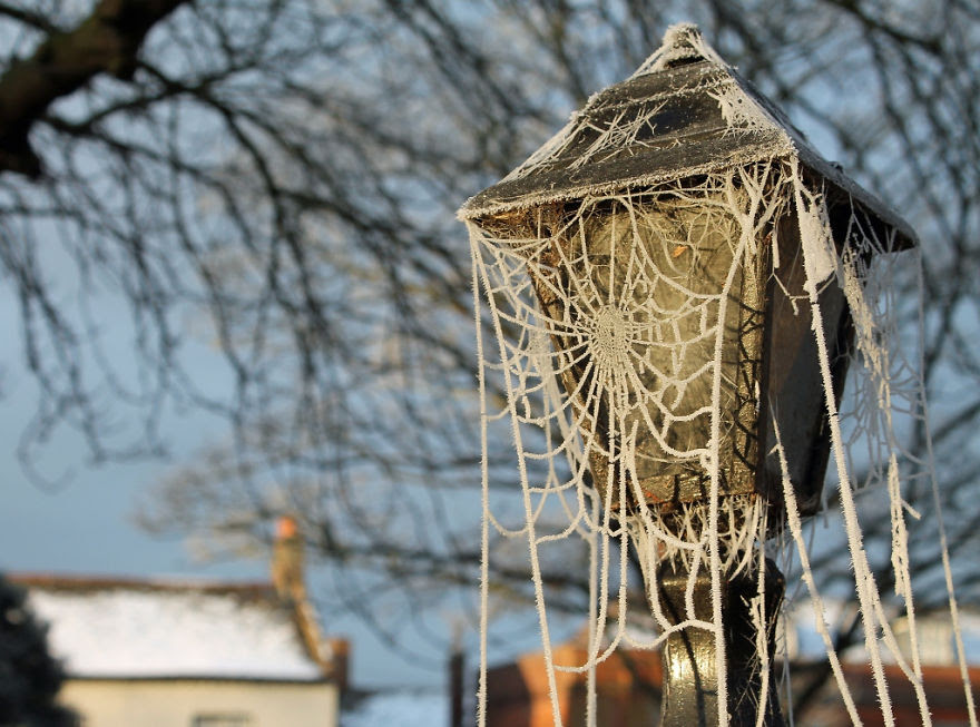 weather, frosted spider web via john