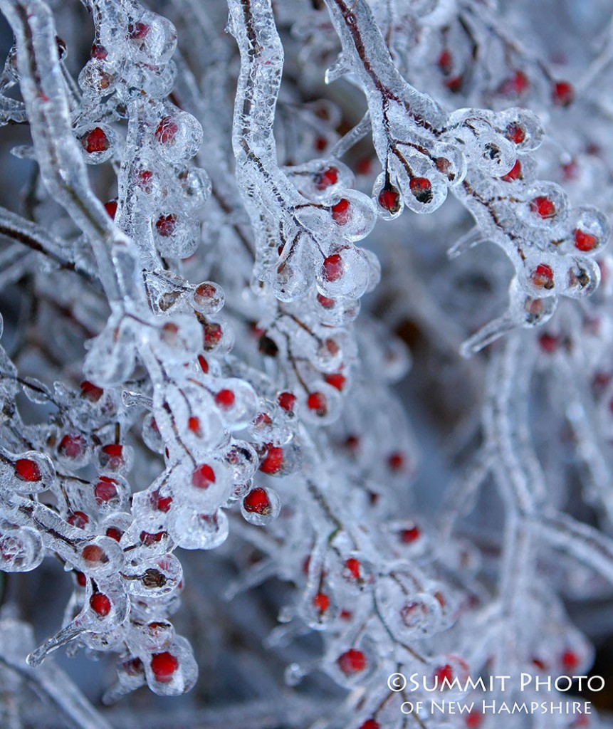 weather, frozen berries