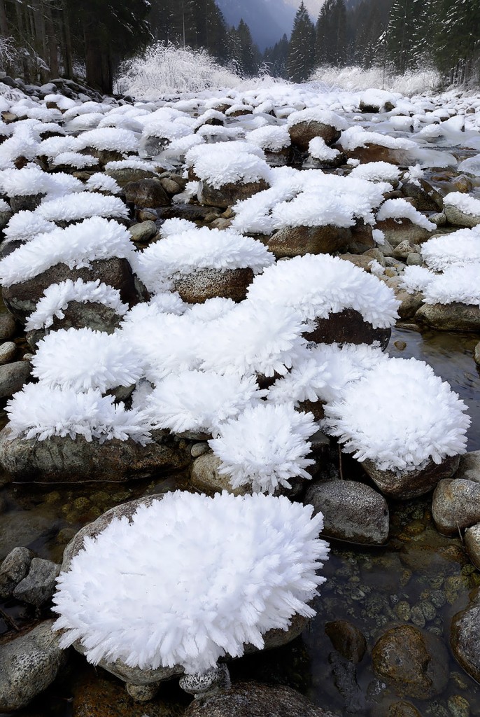 weather, ice blossoms