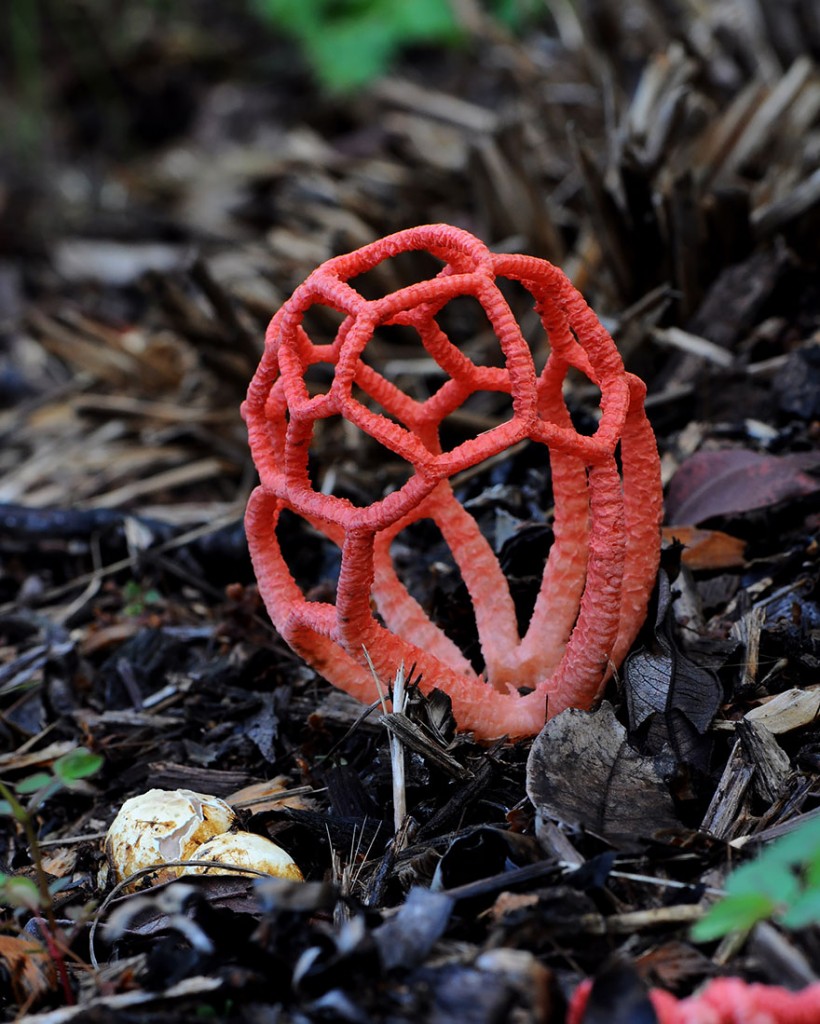 A part of the stinkhorn family, also called the red cage. This species starts off with a round egg-like appearance before sprouting its intricate detailing.