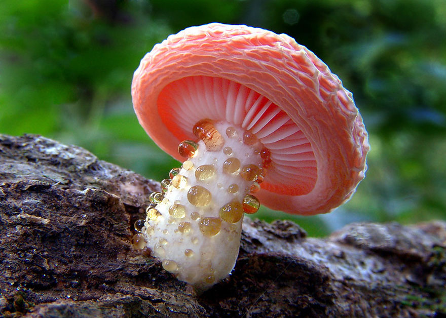  Rhodotus Palmatus, also known as the wrinkled peach can be a variety of sizes, colors, and shapes due to variations caused by light received during development.