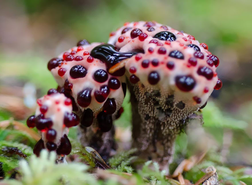 Despite the fact this mushroom appears to leak strawberry jam, it is not edible. Found in Europe, North America, Iran, and Korea as of 2010.