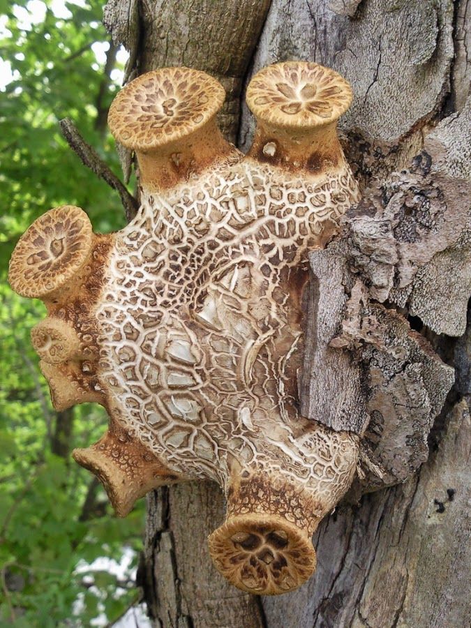 Dryads Saddle by Andrew Harris