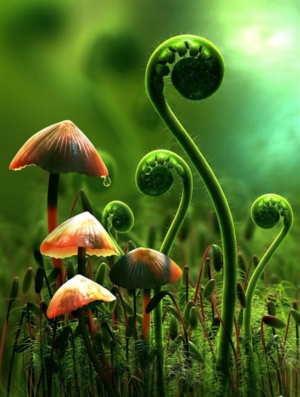 Mushrooms and ferns.