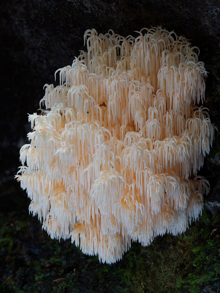 aa, mu, Photographs-Of-Trippy-Australian-Mushrooms0-5 by Steve Axford