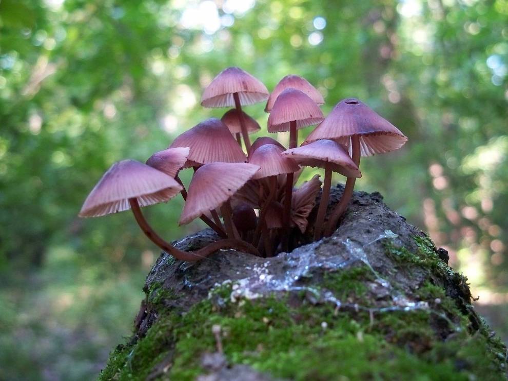 Also known as the "bleeding fairy helmet," Mycena haematopus is one of the prettiest bioluminescent mushrooms. It can be found throughout Europe and North America. They get their name from the red latex they ooze when they're damaged. What the bleeding fairy helmet lacks in the brightness it makes up for in the beautiful burgundy hue of its delicate caps.