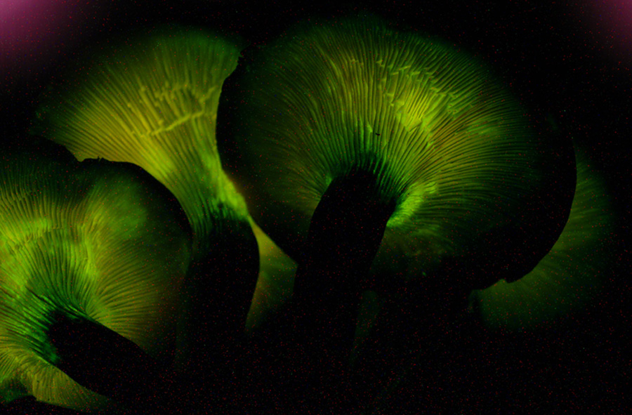  Jack-o'lantern mushrooms get their glow from an enzyme called luciferase – the very same way luminous fireflies get their glow!