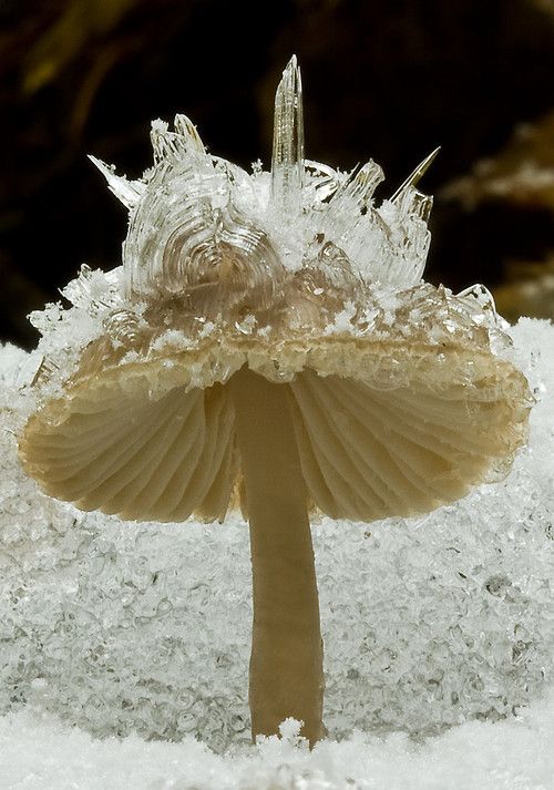 Mushroom and ice