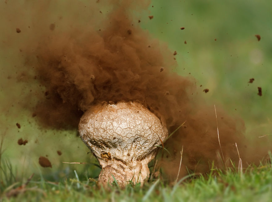 These brown bodied Puffball Mushrooms get their name because when they fully mature they release their spores in a dust-like cloud that resembles a mini explosion. Puffballs are mainly used in Tibet to make a dark colored ink.