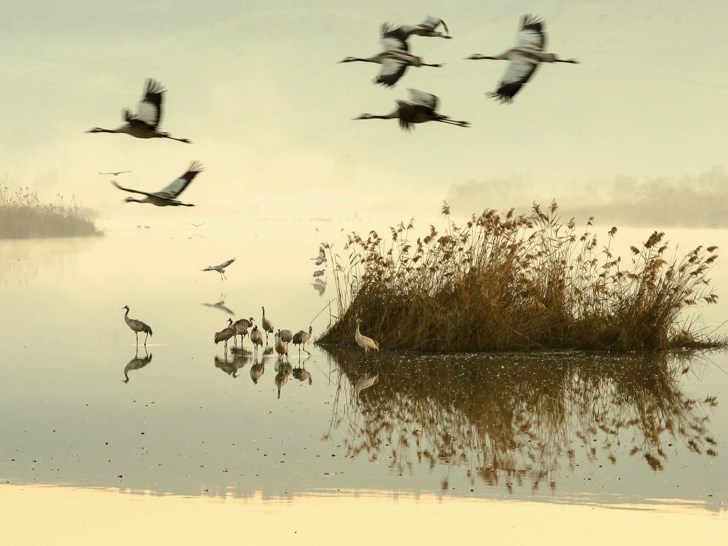 Cranes at Hula Valley nature reserve, Israel by Gal Gross