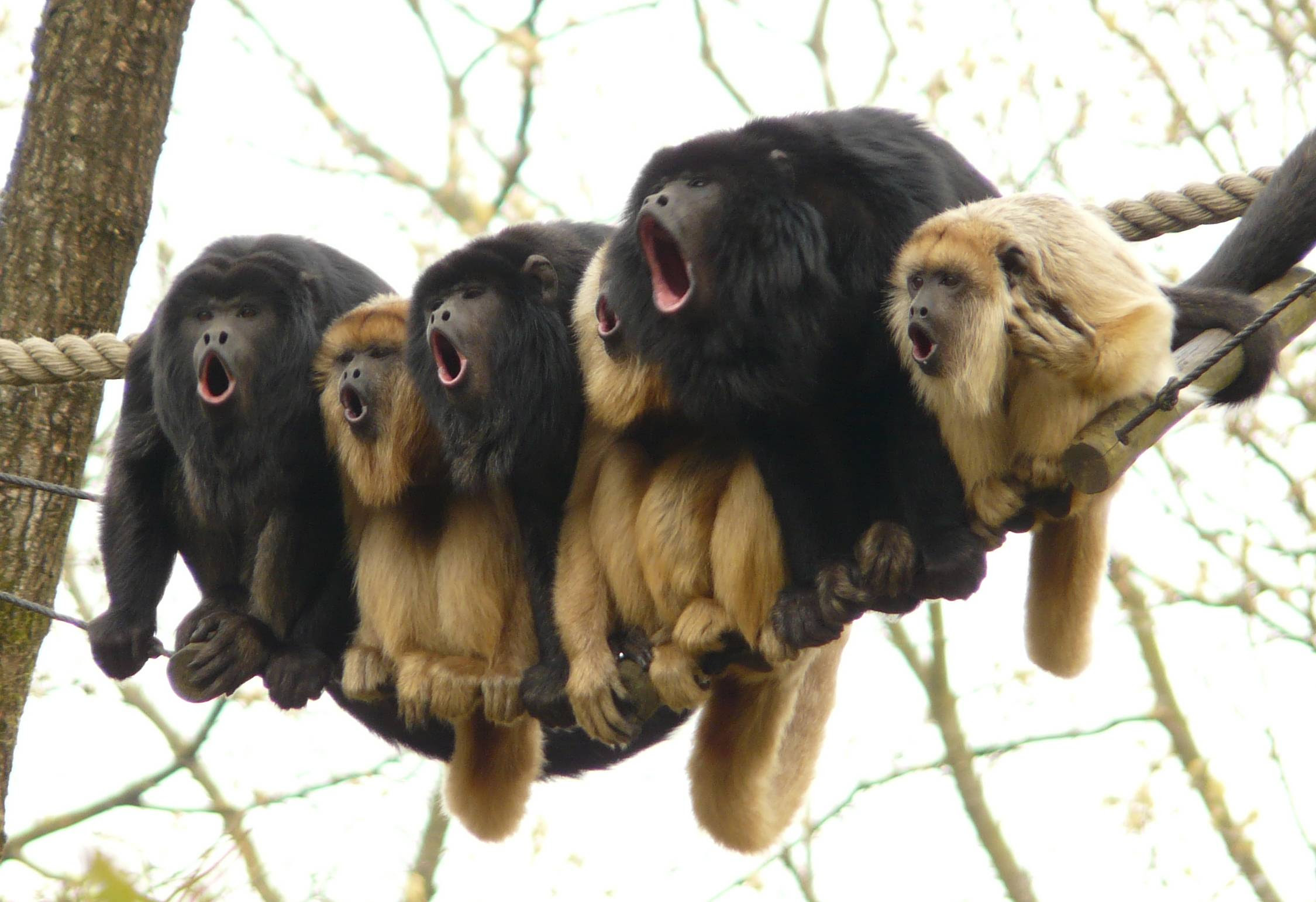 http://www.duskyswondersite.com/wp-content/uploads/2016/04/animals-group-of-Gibbons-are-singing-together.-via-george.jpg
