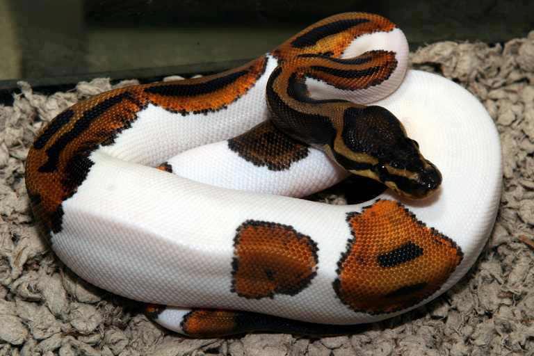 animals 4, snake beauty