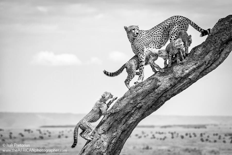  Isak Pretorius Wildlife Photography.