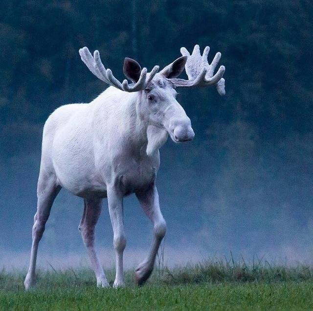 animals, albino moose