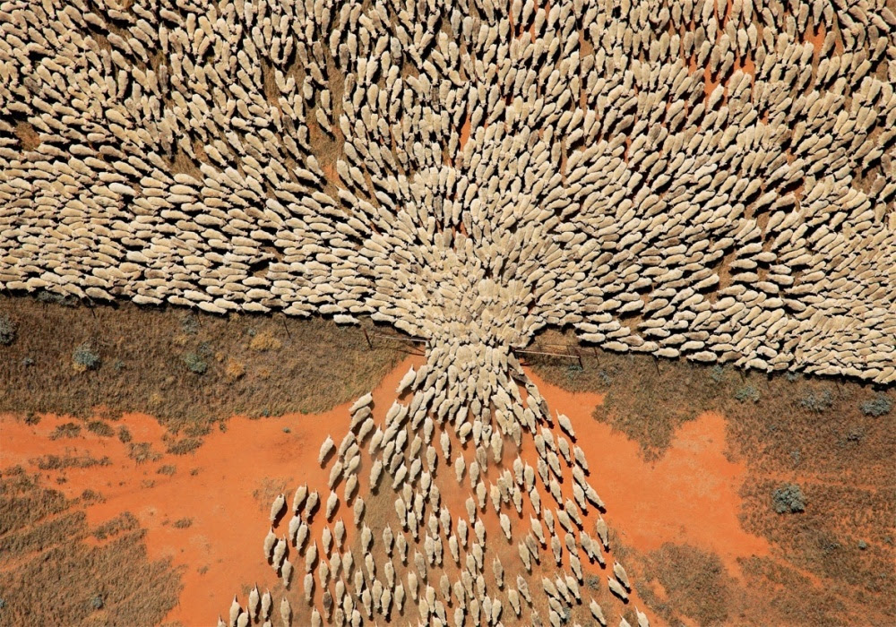 A herd of sheep pass through a gate.