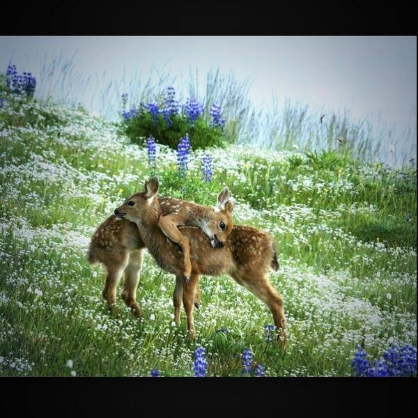animals, fawns play