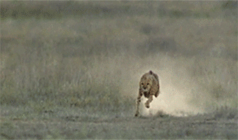  When a cheetah runs, it quickly rotates its tail to cancel rotational inertia and minimize torque.