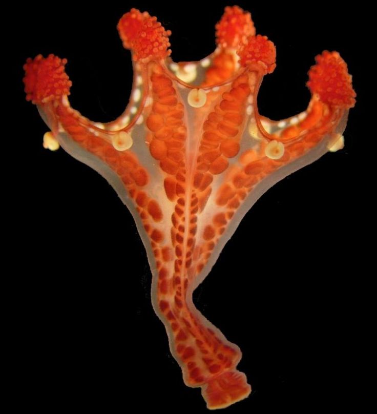 A rare stalked jellyfish. (a.k.a staurozoan)