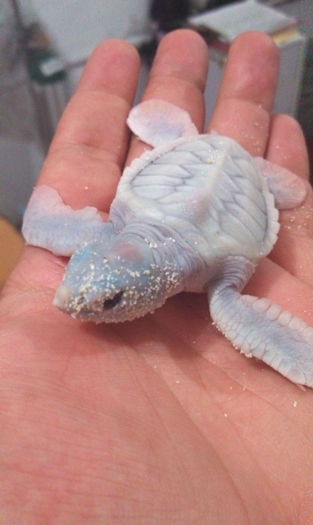 Albino Turtle being released.