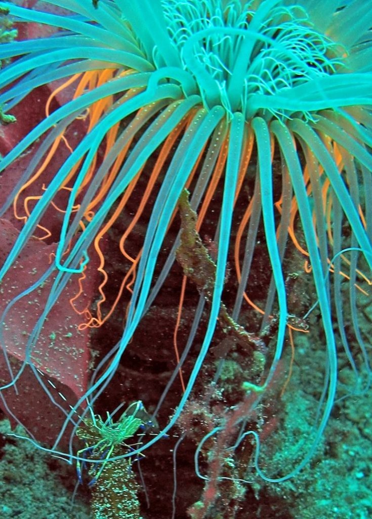  Anemone and Lucas shrimp - Sea of Cortez