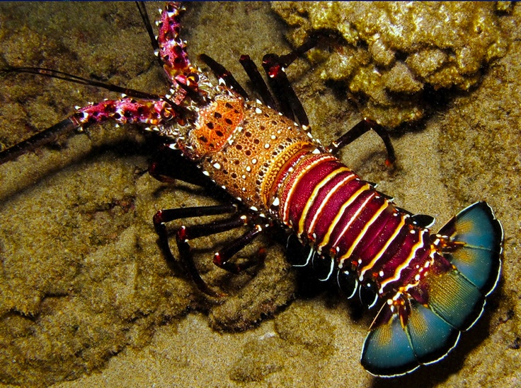 Banded Spiny Lobster by Florent Charpin