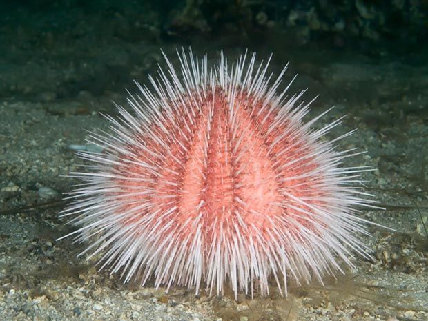 Madagascar sea urchin