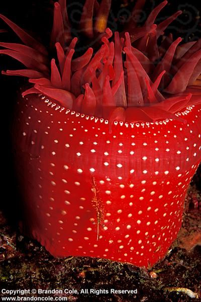 Red Sea anemone by Brandon Cole