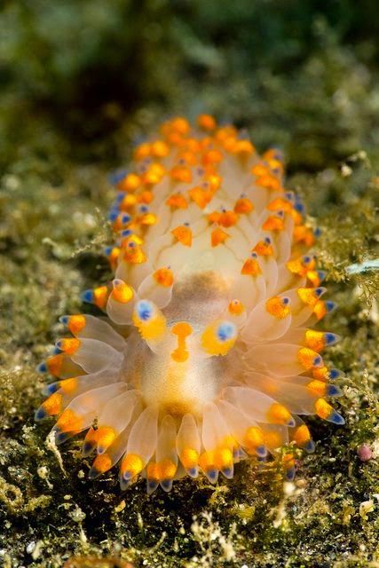 Sea Jewels via Dreamy Nature